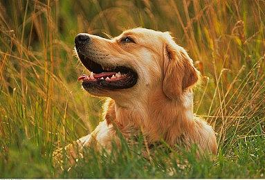 《暗黑4》主播挑战硬核模式不小心睡着 角色被杀进度白费